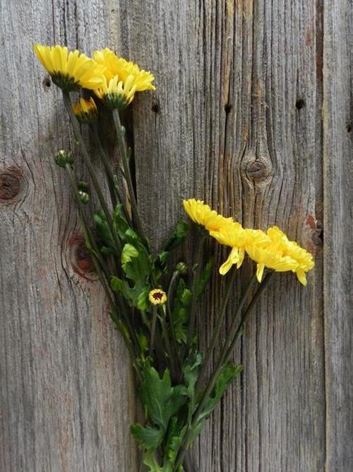 VOLBOWL YELLOW POMPONS